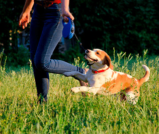 Espaços e diferenciais para pets são tendência entre construtoras em 2020